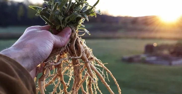 Ashwagandha / Withania Somnifera – en stark adaptogen