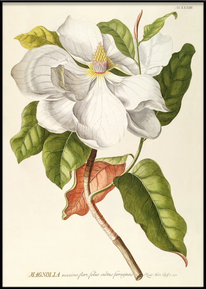  Tavla Magnolia 100x140 cm inkl ram