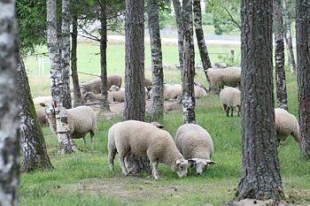 Får stängsel paket ca 3ha/850m