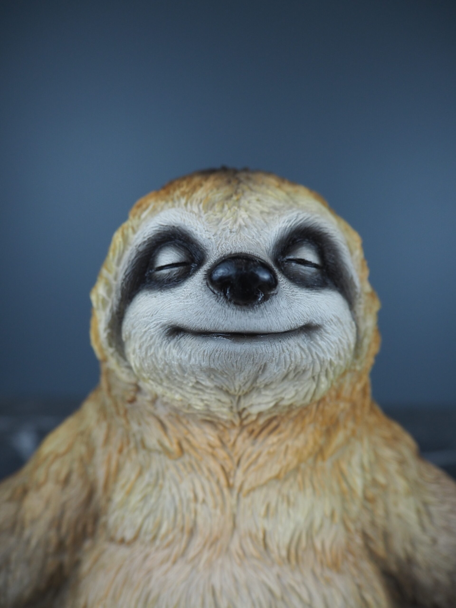 Yoga sloth - 3