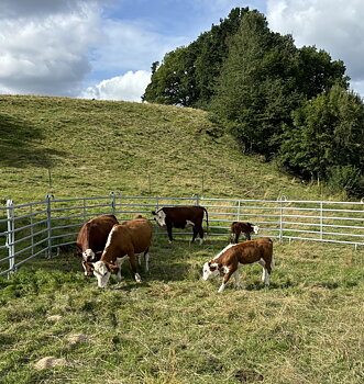 Nöt stängsel paket ca 4ha eller 1000m stängsel 