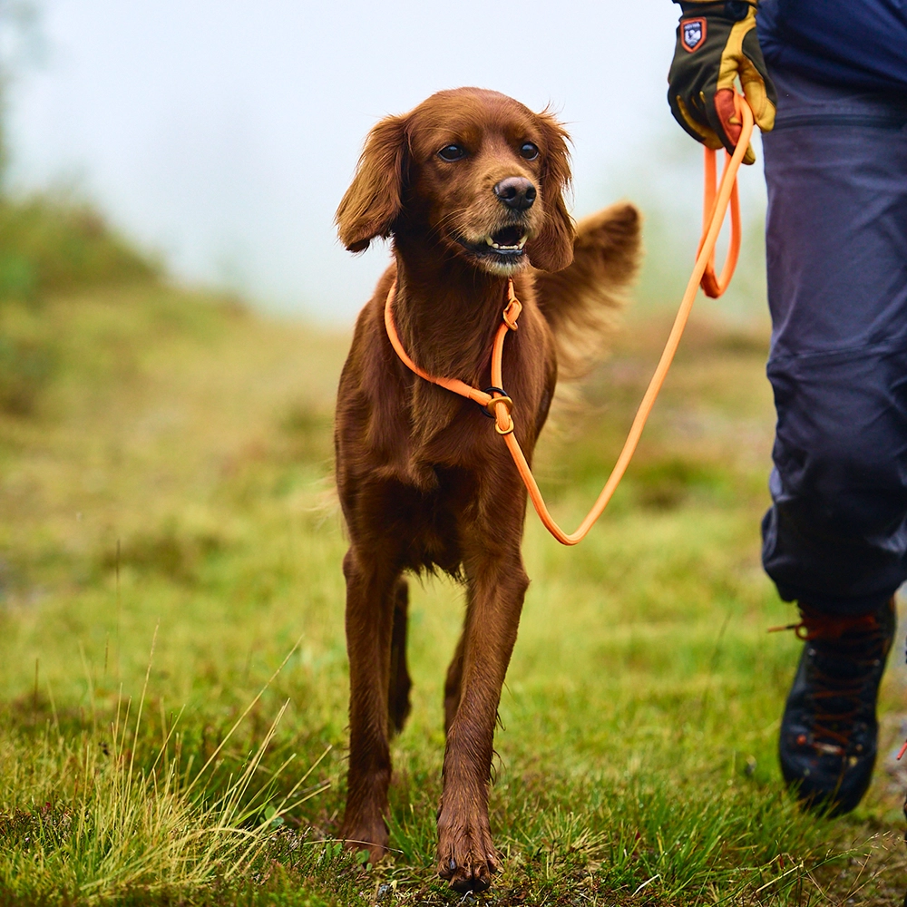 Non-stop retriever leash - 4
