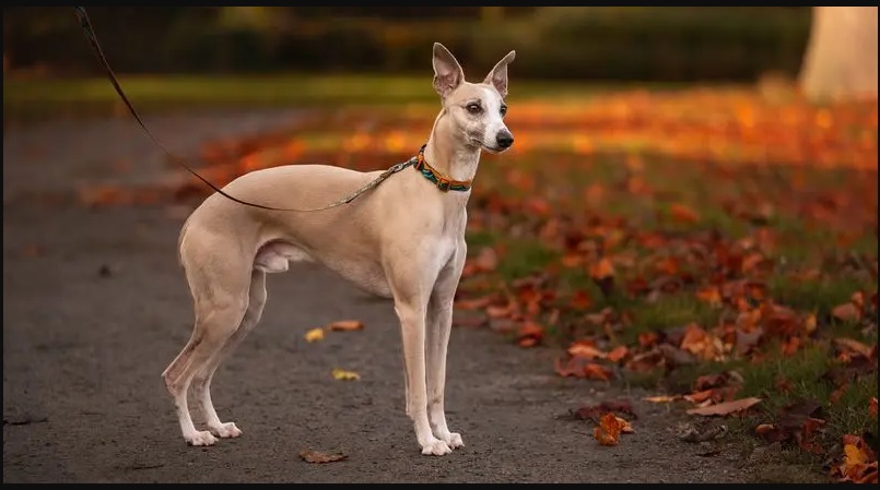 Non-stop Trail Quest Collar Rachel Pohl - 4