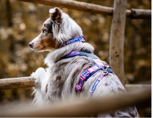 Non-stop Trail Quest Collar Rachel Pohl - 2