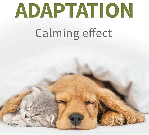 Adaptation brochyr 10 st