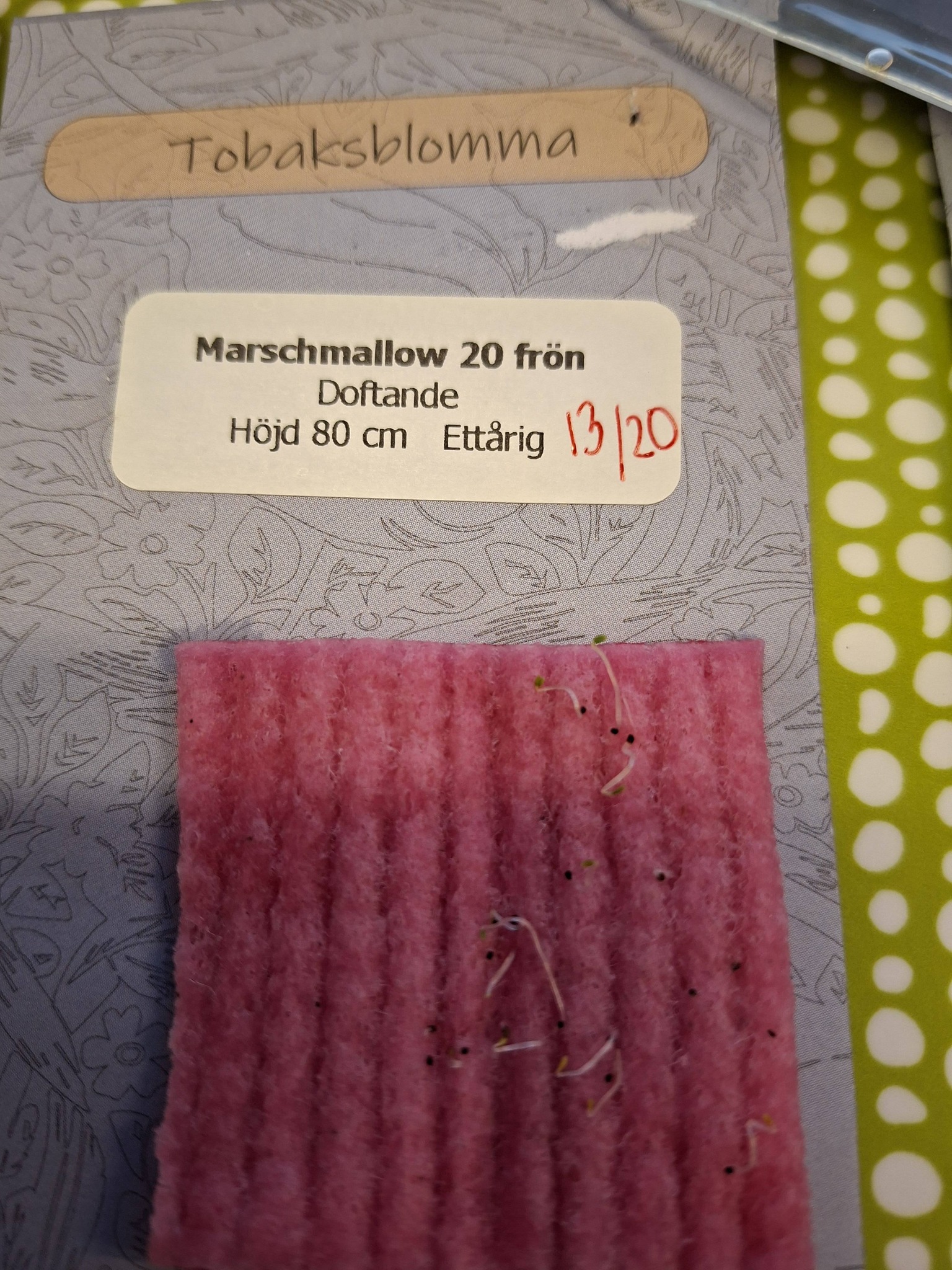 Dofttobak Marschmallow 20 frön  - 2