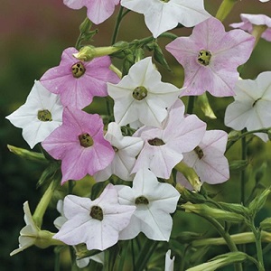 Dofttobak Marschmallow 20 frön 