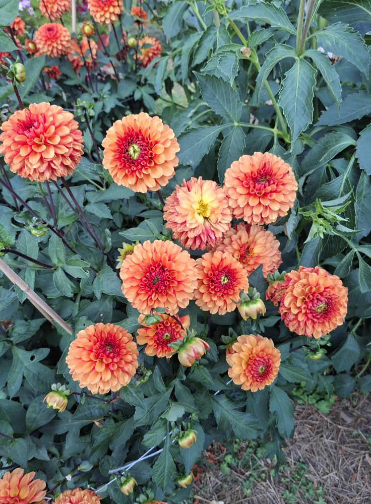 Dahlia knöl American Sunset  "boll"  - 5