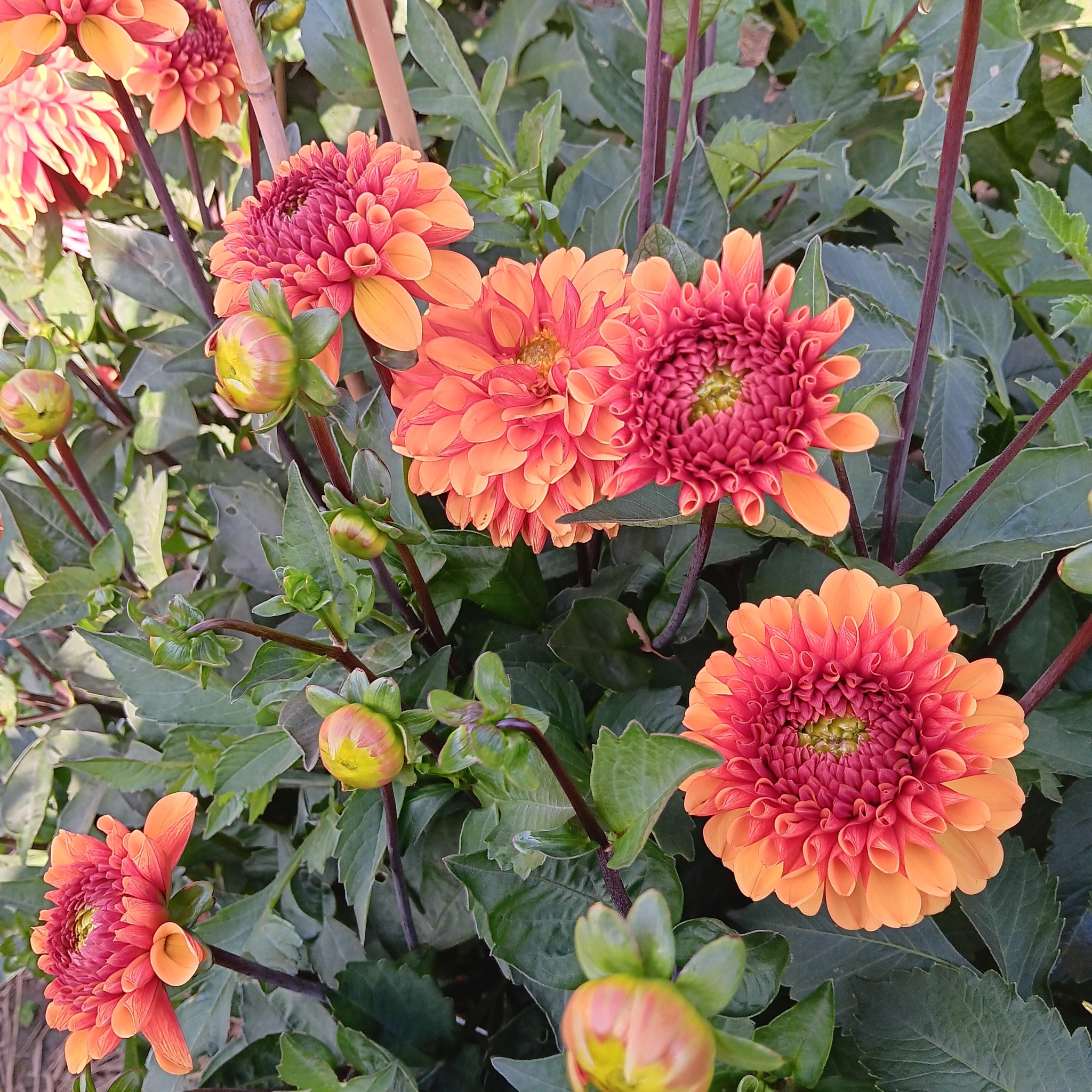 Dahlia knöl American Sunset  "boll"  - 3