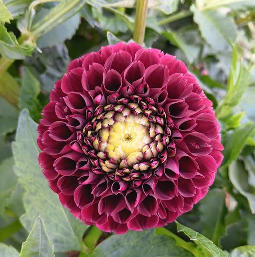 Dahlia knöl Black Pierre   Boll x - 3