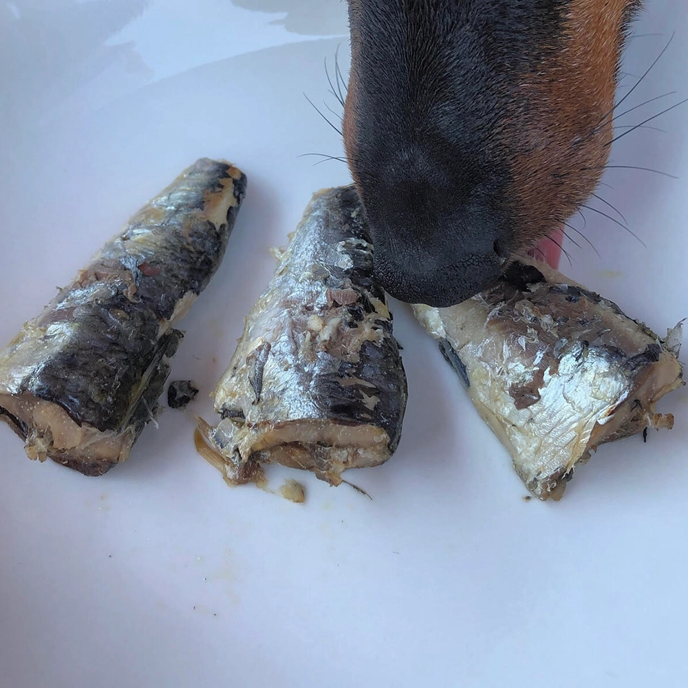 Canumi sardiner till hund - 2