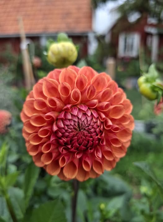 Dahlia knöl Comet Boll x - 5