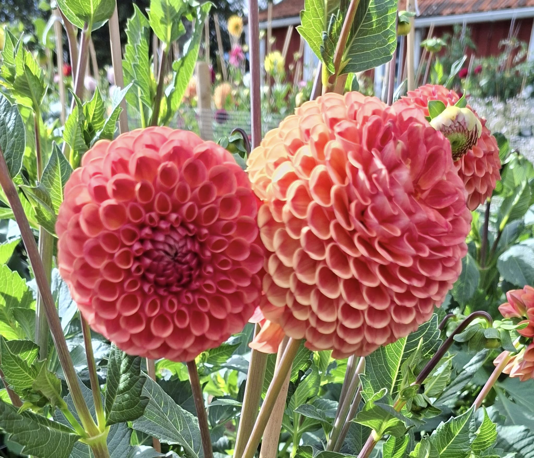 Dahlia knöl Comet Boll x - 4