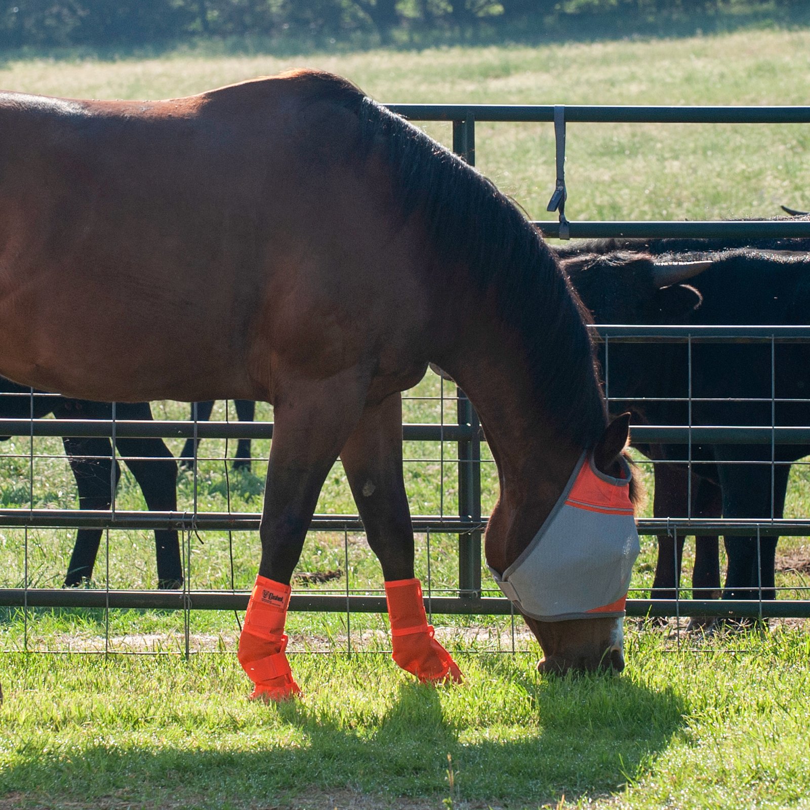 Cashel© Crusaders™ Fly Mask / flughuva, orange - 3