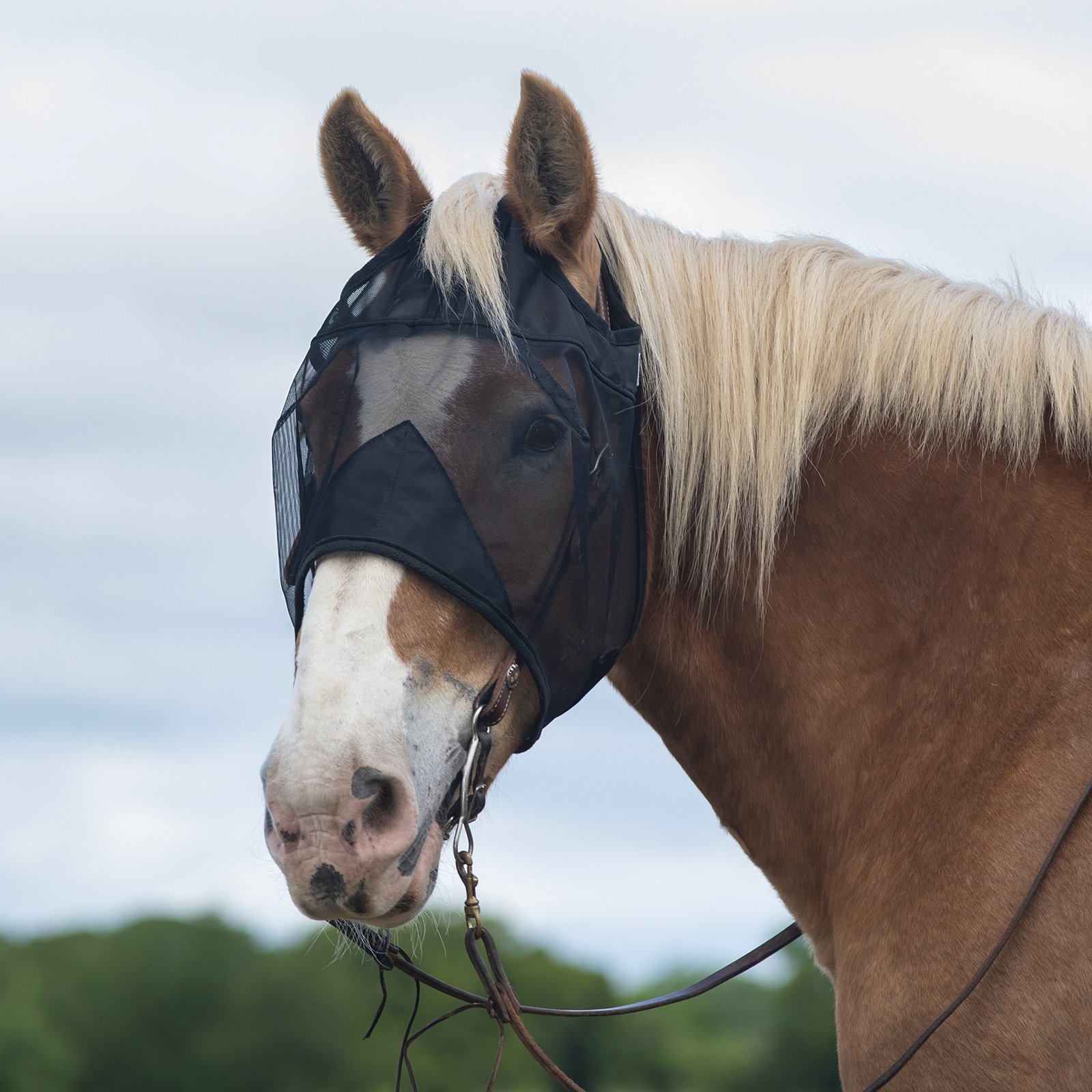 Cashel© Quiet Ride™ Mask - 5