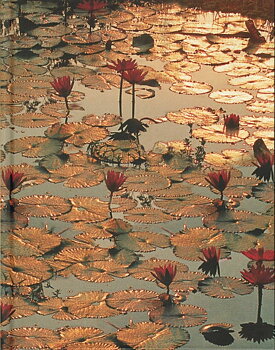 Lotus Pond