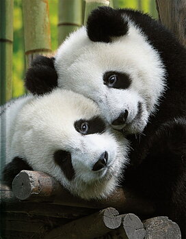 Pandas