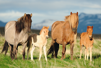 Family of Horses, 200 Bitar Schmidt