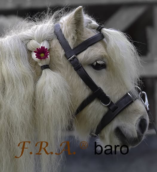 Cavesson "F.R.A® "Baro", for riding and lunging, dark brown - 5