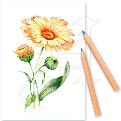 Målarkort blommor - 4