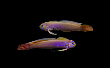 Oxymetopon cyanoctenosum (reef safe)