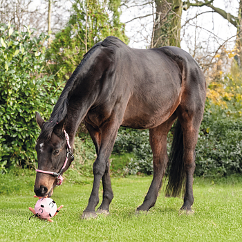 HKM BALL AS TOY FOR HORSES 