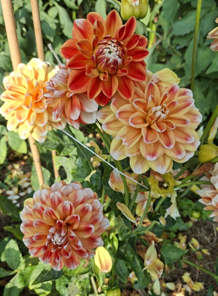 Dahlia knöl Hapet Harmony "Dekorativ x "  - 2