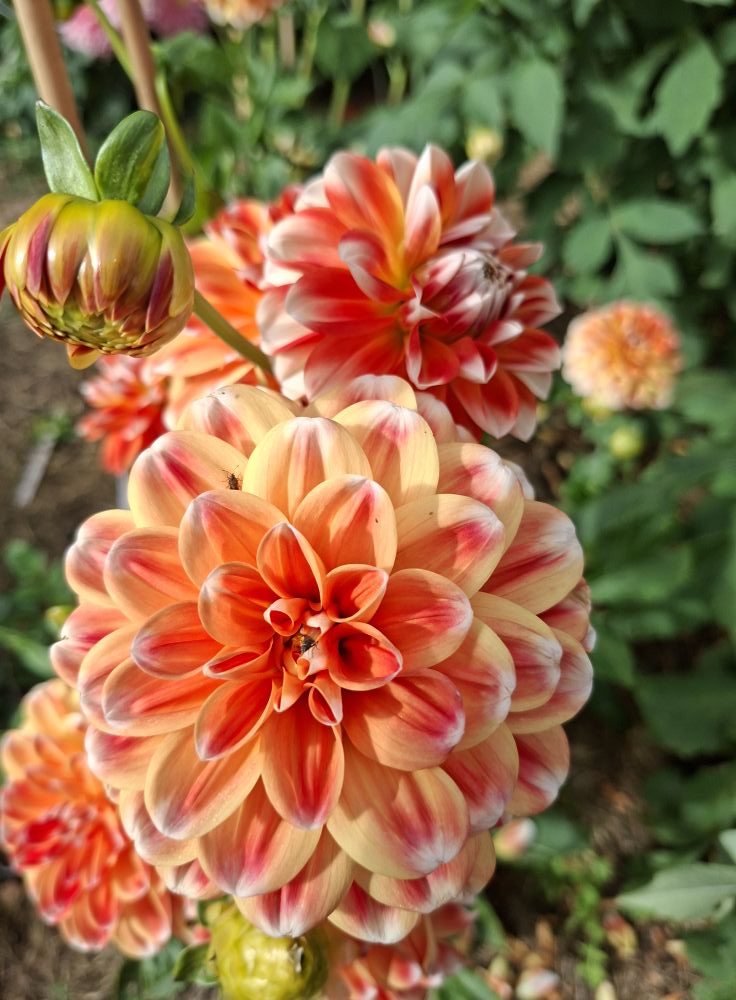 Dahlia knöl Hapet Harmony "Dekorativ x "  - 3