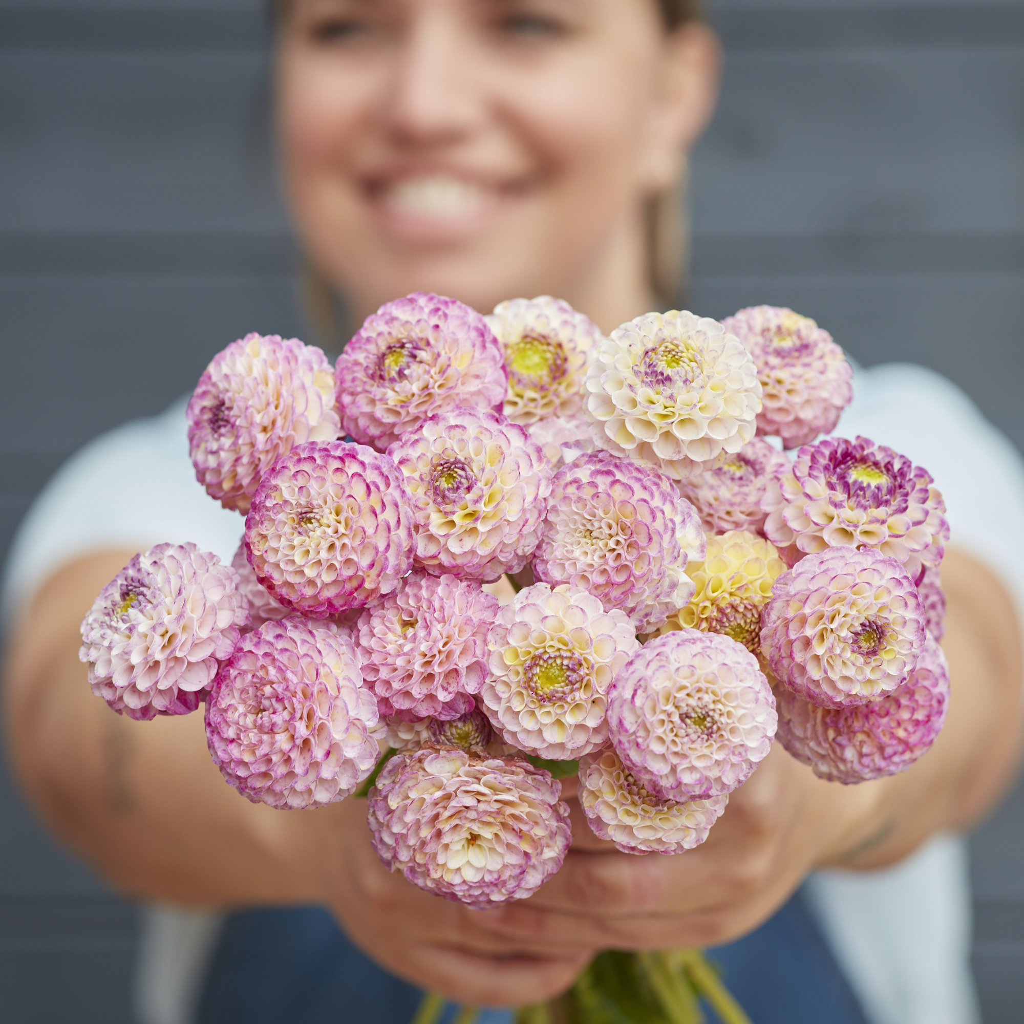 Dahlia knöl Hapet Compo"Pompon"  Nyhet 2026! x - 3