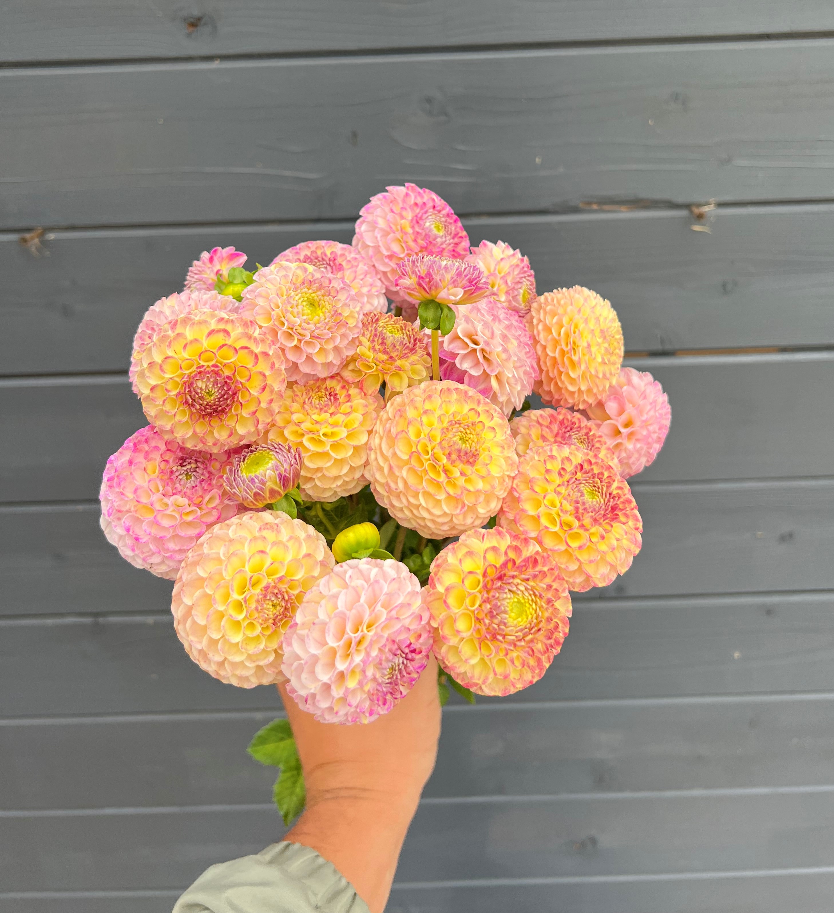 Dahlia knöl Hapet Compo"Pompon"  Nyhet 2026! x - 2