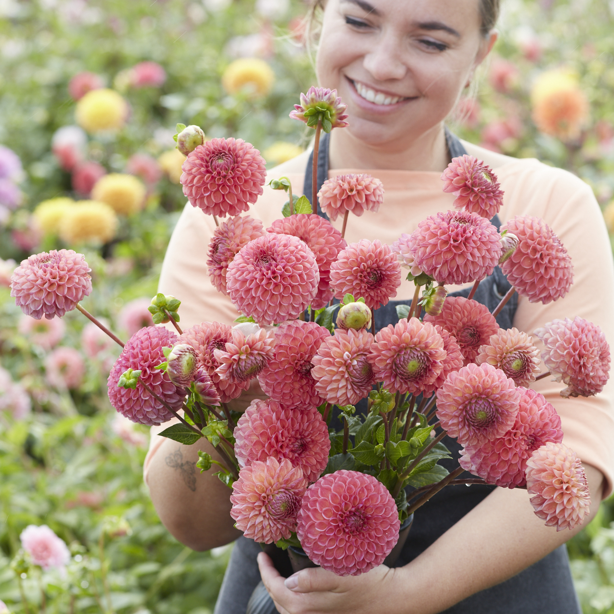 Dahlia knöl Hapet Coppery "Bolldahlia"  Nyhet 2026! - 7