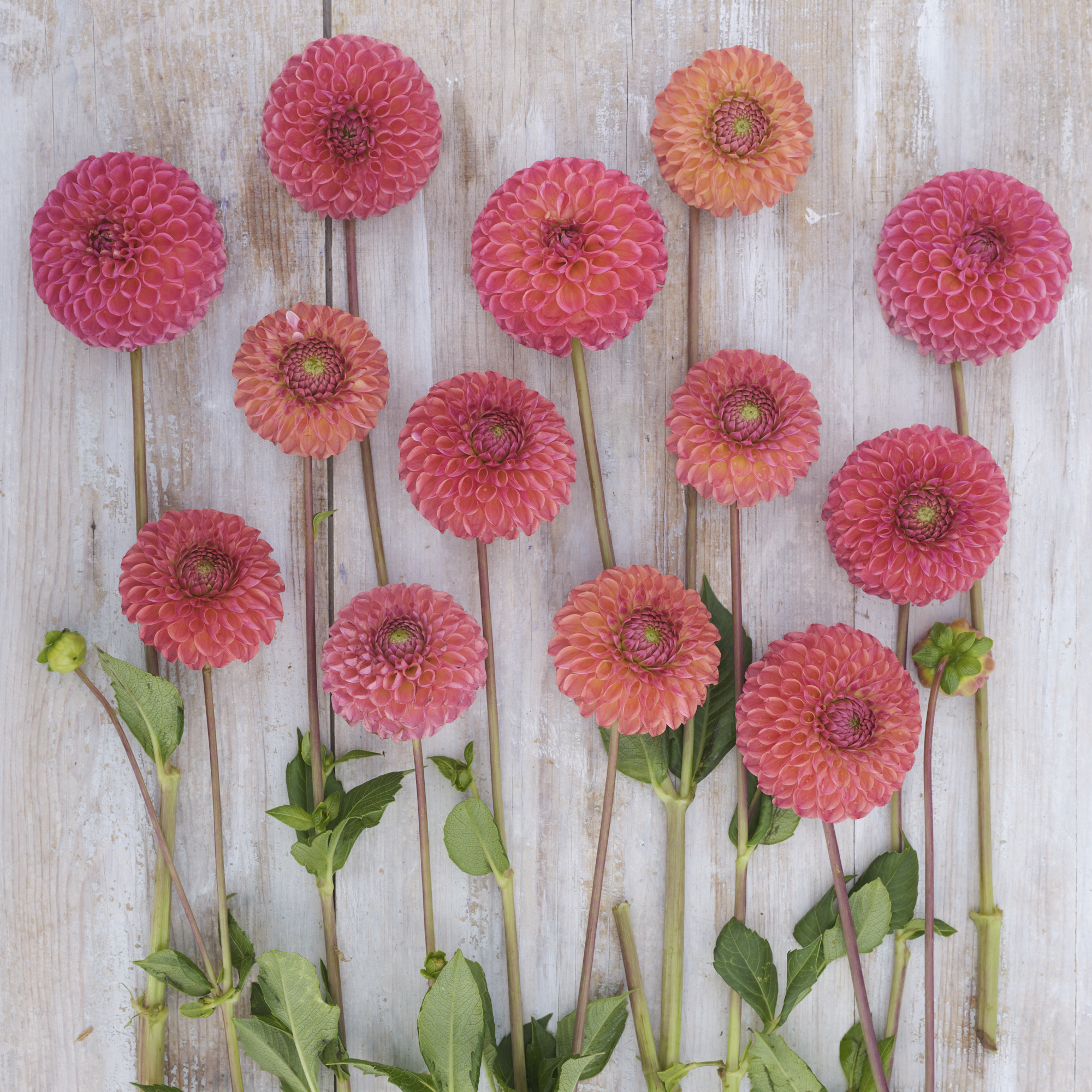 Dahlia knöl Hapet Coppery "Bolldahlia"  Nyhet 2026! - 8