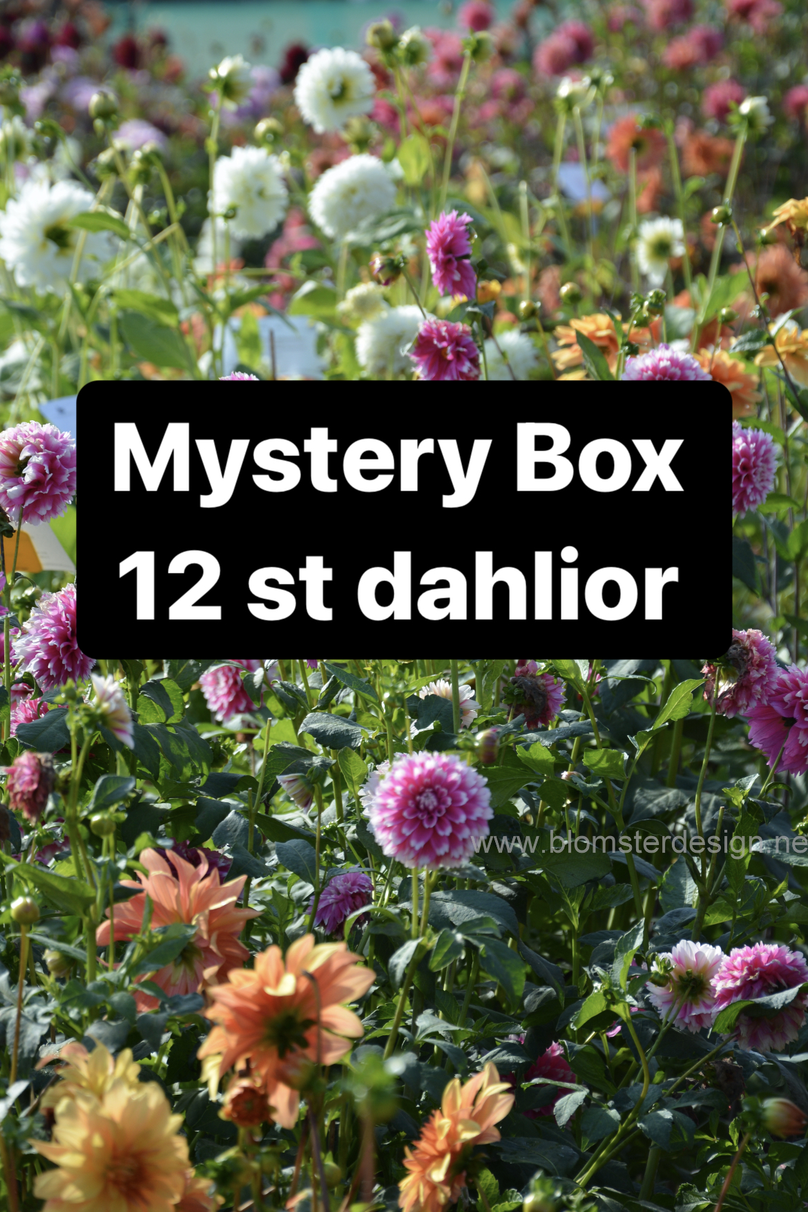 Dahliapaket Mystery box 12 st dahlior