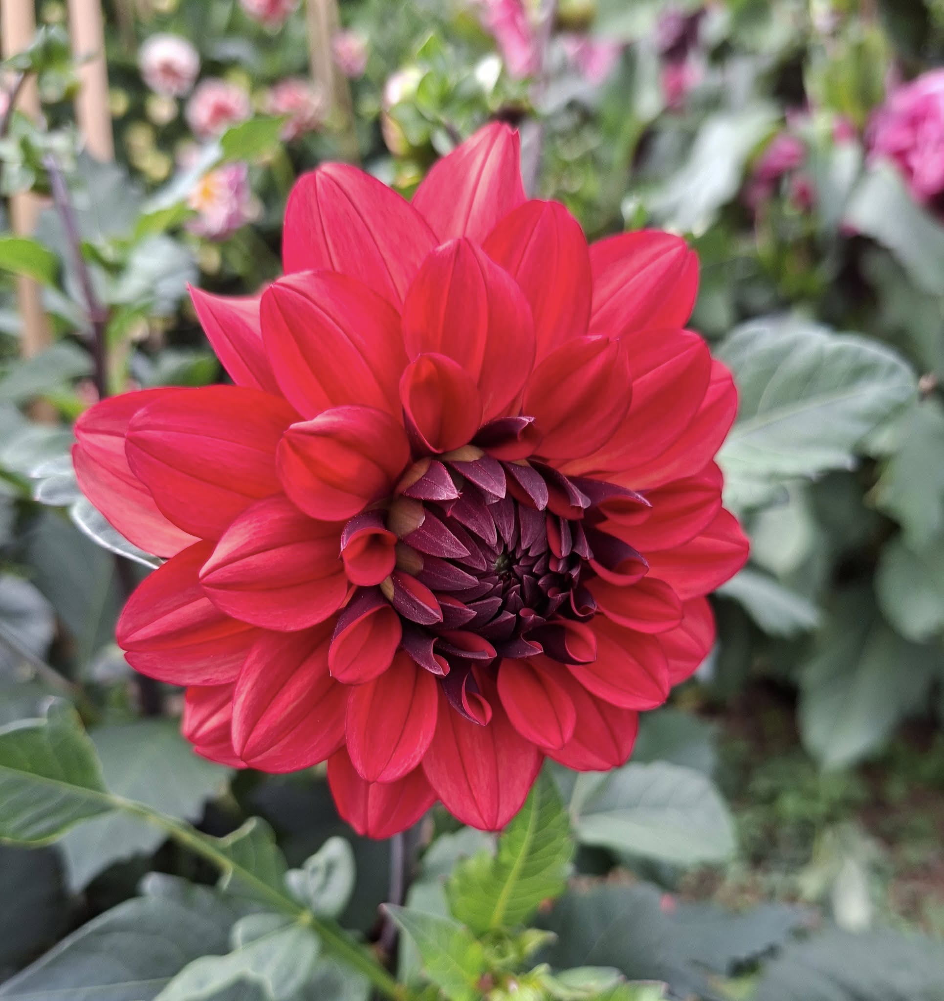 Dahlia knöl Missis Miley  Dekorativ Småblommande  x - 8