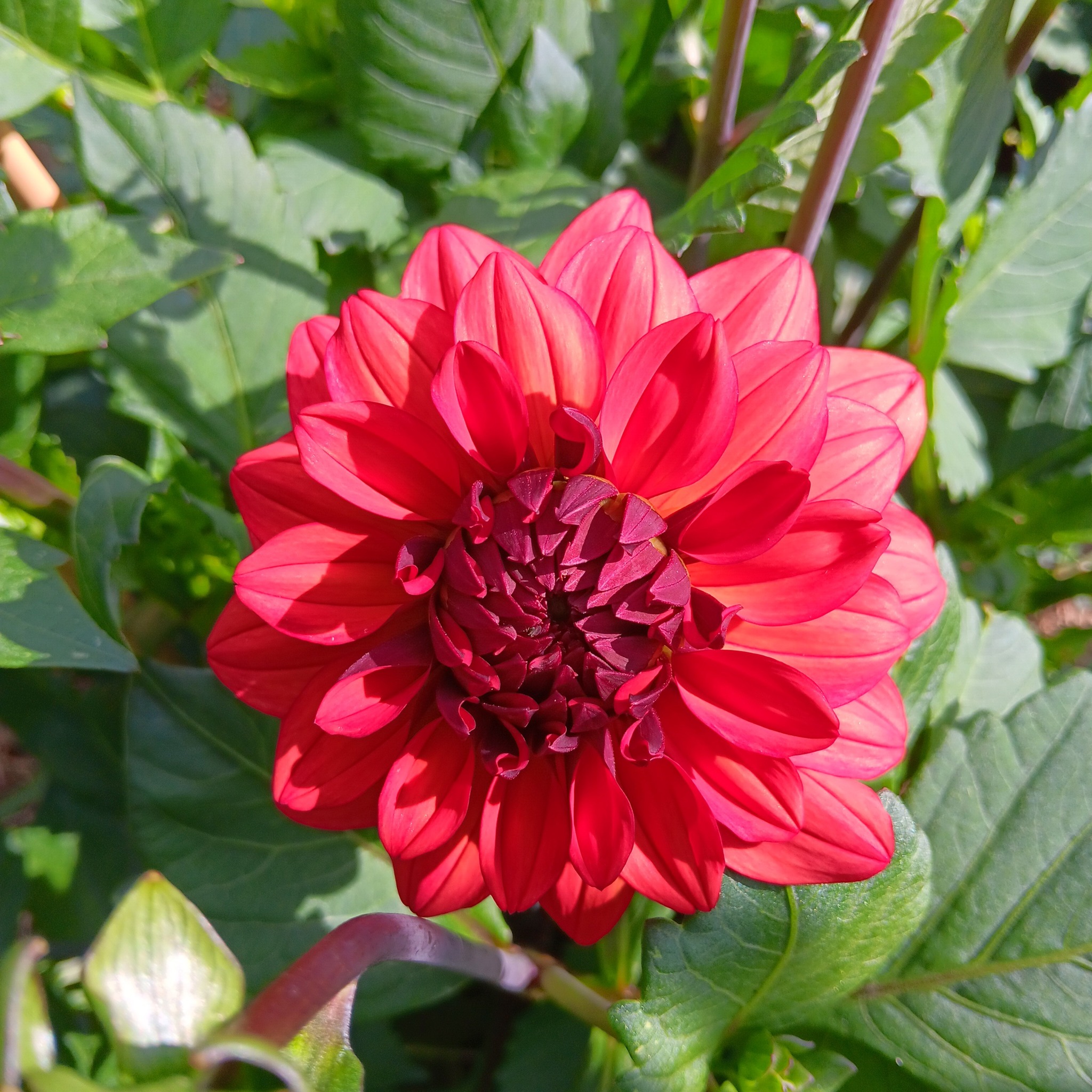 Dahlia knöl Missis Miley  Dekorativ Småblommande  x - 6