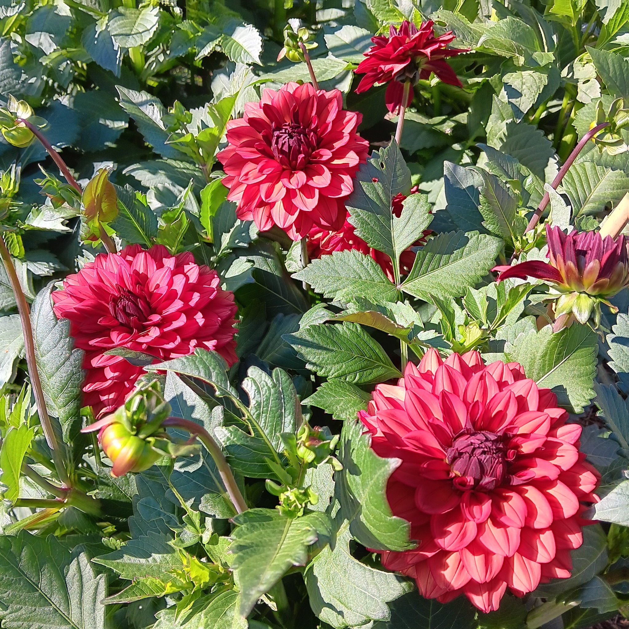 Dahlia knöl Missis Miley  Dekorativ Småblommande  x - 7