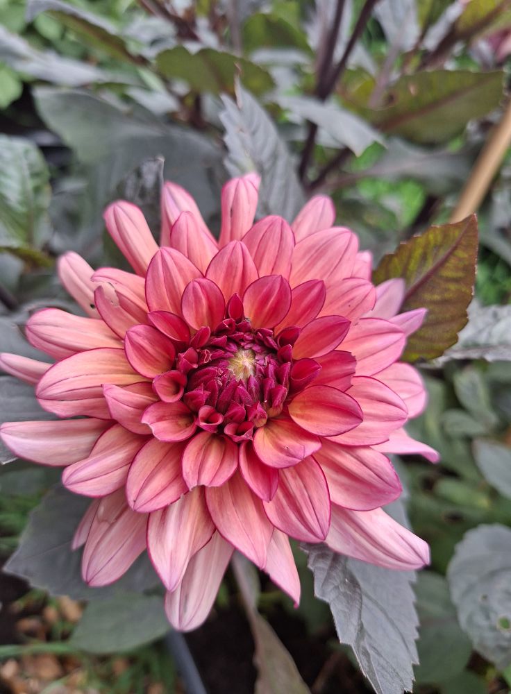 Dahlia knöl Molly Raven Dekorativ Småblommande x - 4
