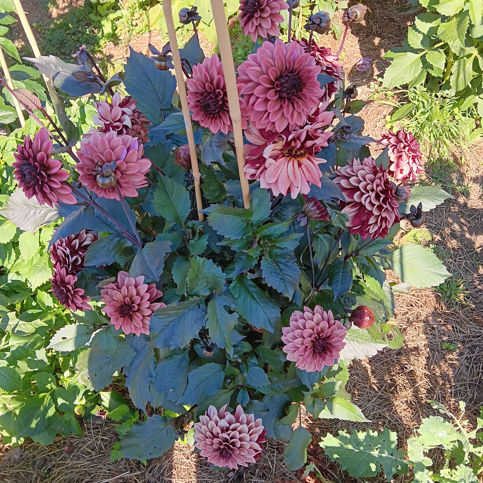 Dahlia knöl Night Silence  "Dekorativ Småblommande"  x - 5