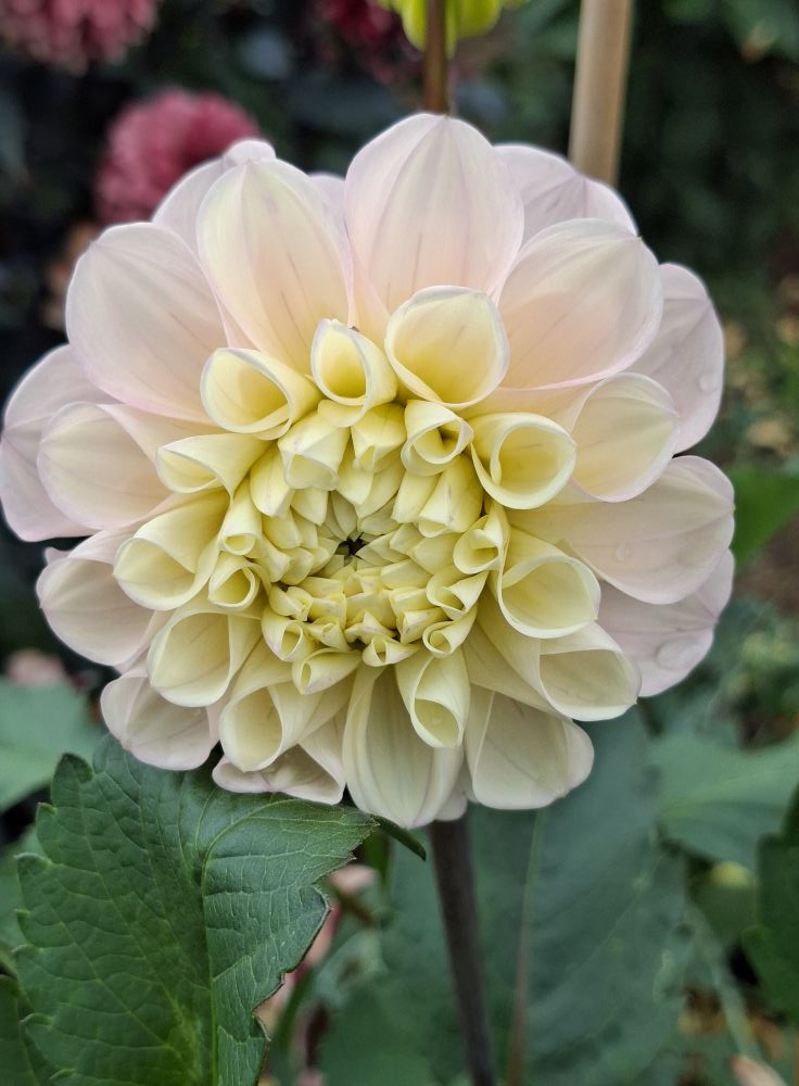 Dahlia knöl Opal Boll  x - 4