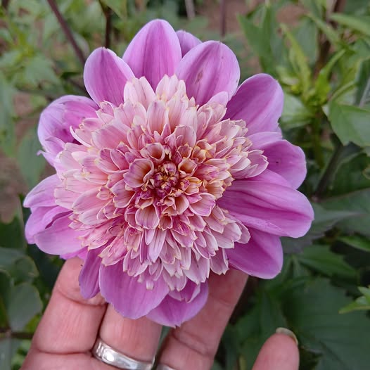 Dahlia knöl Take Off   Anemonblommande x - 2