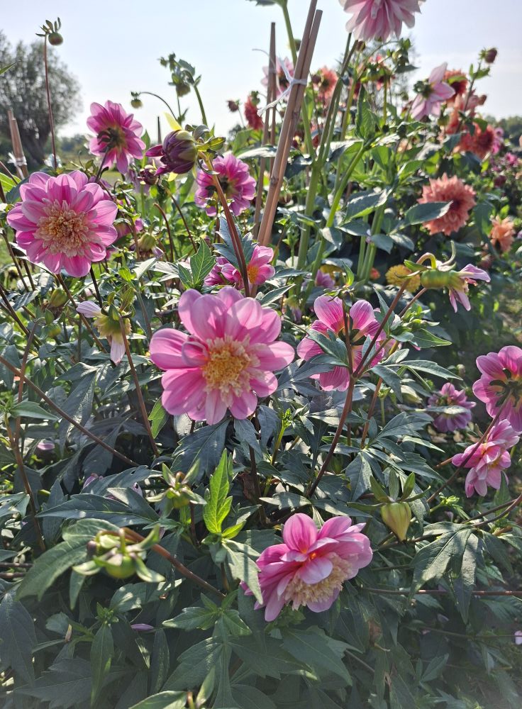 Dahlia knöl Take Off   Anemonblommande x - 4