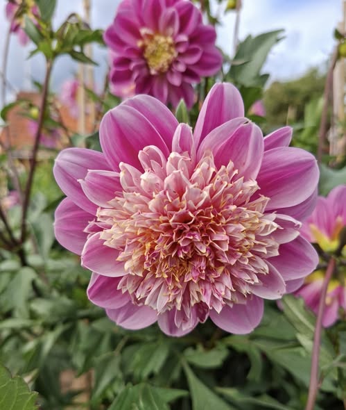 Dahlia knöl Take Off   Anemonblommande x - 5