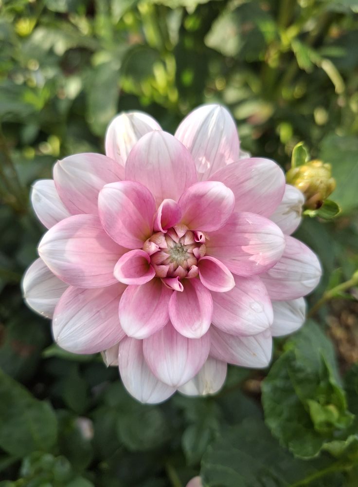 Dahlia knöl Pink Perception Näckros x - 2