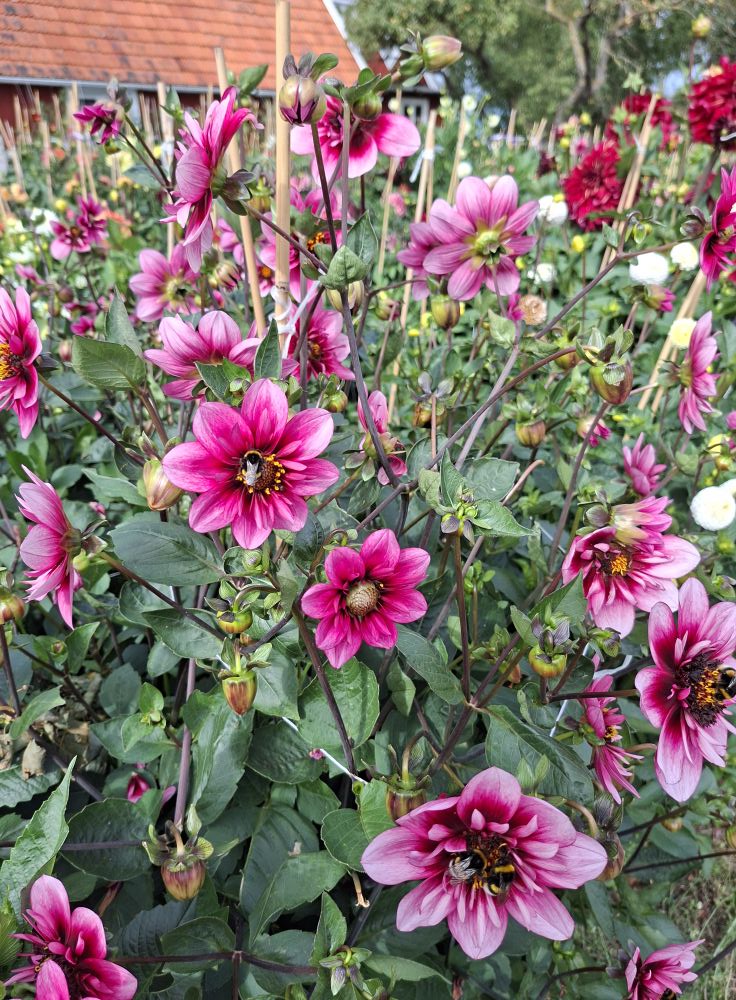 Dahlia  knöl Skyfall  Halskråsblommande" x - 5