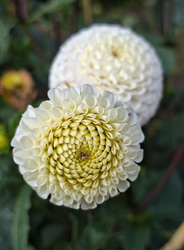 Dahlia knöl Small World"Pompon"  x - 6