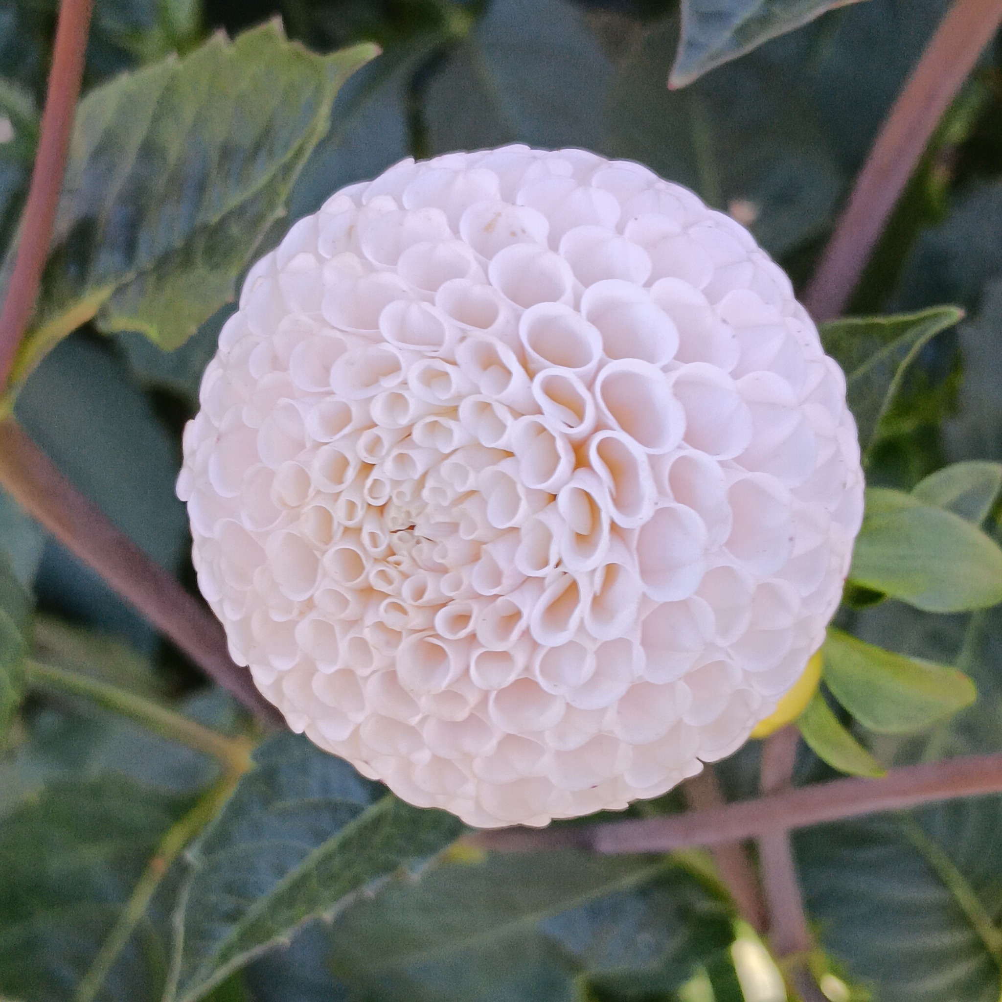 Dahlia knöl Small World"Pompon"  x - 5