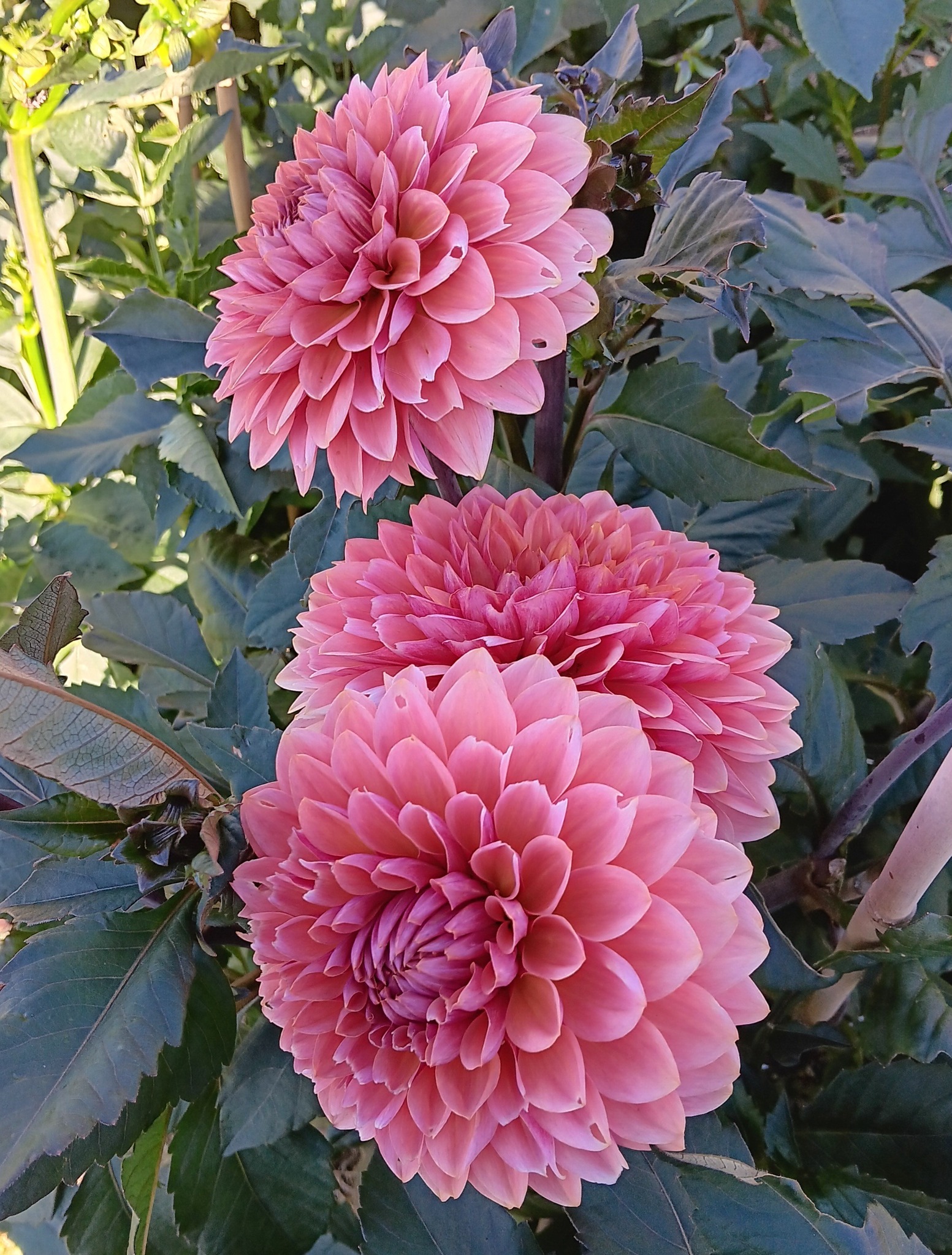 Dahlia knöl Sweet Sanne Dekorativ   x - 4