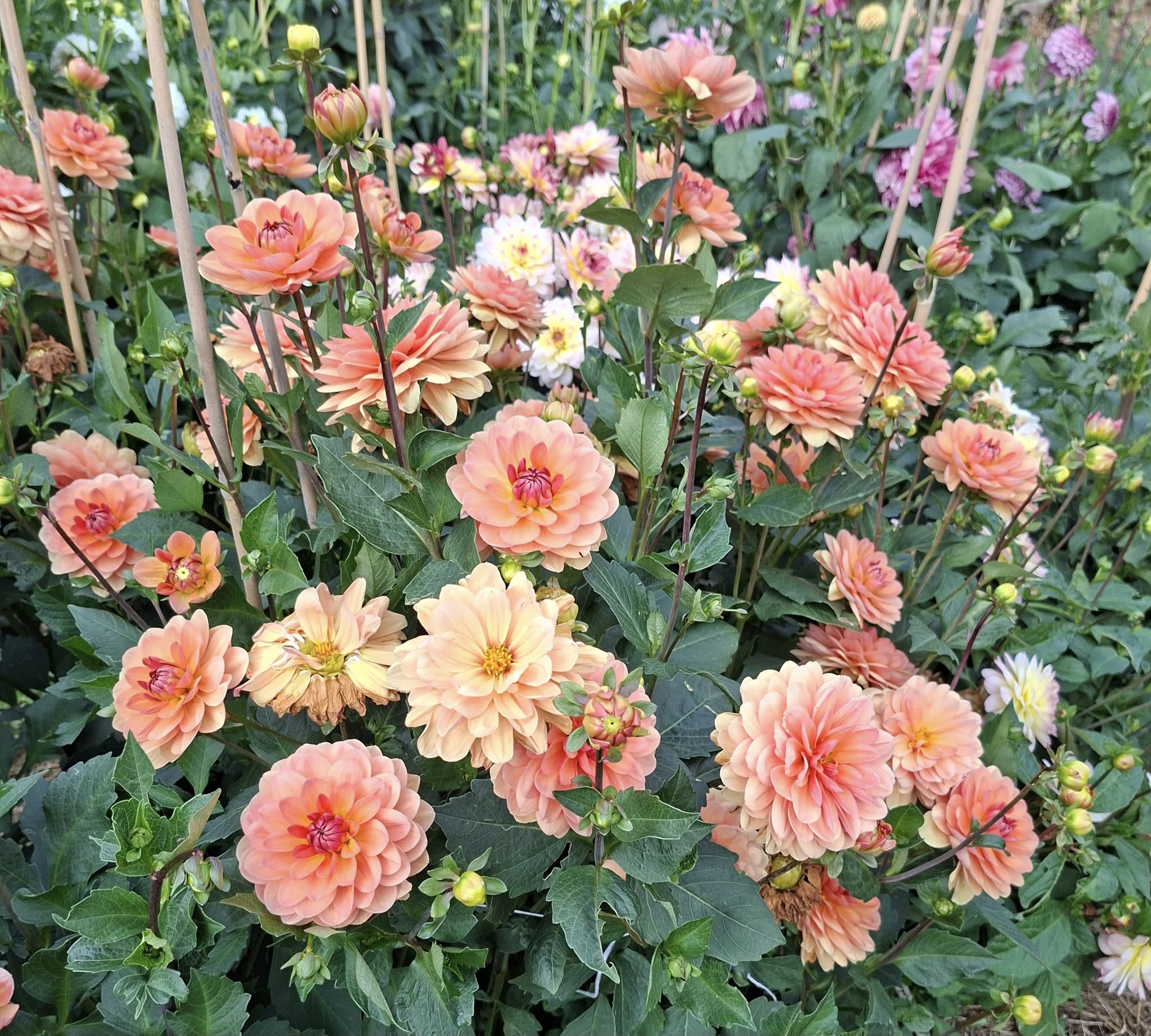 Dahlia knöl Yelno Harmony (Waterlily) x - 4
