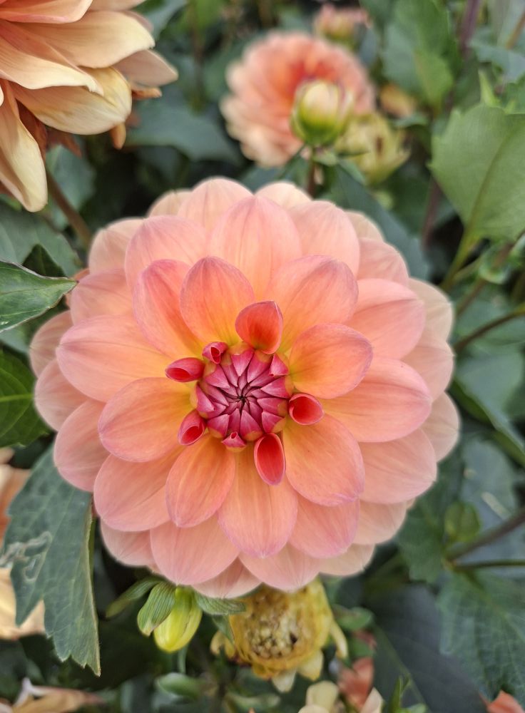 Dahlia knöl Yelno Harmony (Waterlily) x - 2