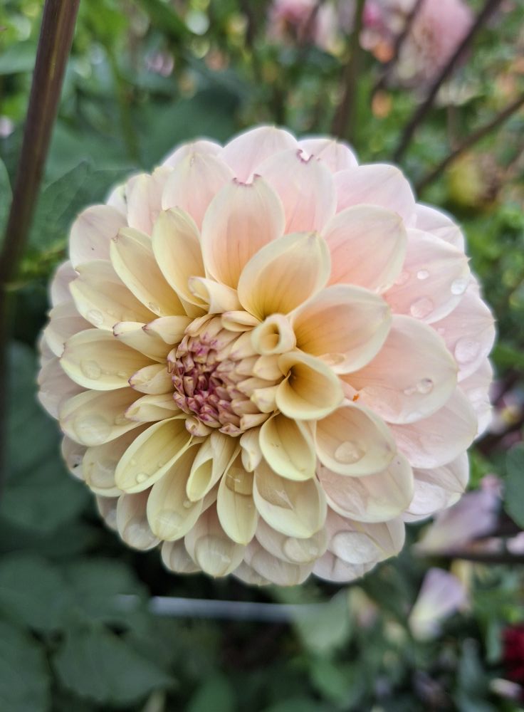 Dahlia knöl Wine Eyed Jill  "Boll x - 4